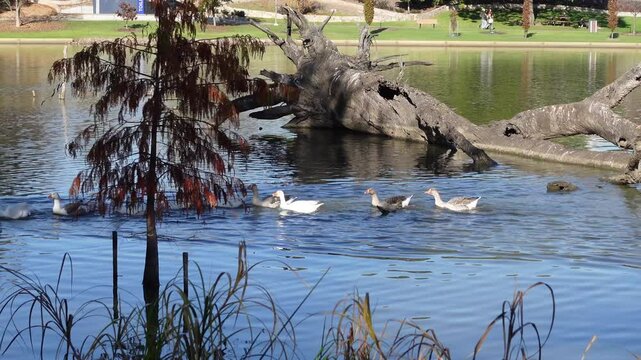 A group of geese waterfowl species line up swimming in the water lake, Victoria, Australia