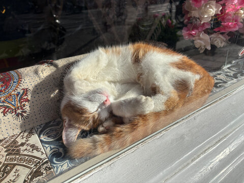 sleeping cat in window