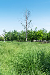 Beautiful panorama of green city park