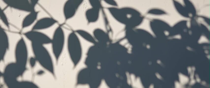 Anamorphic video natural tree leaves shadow on wall background 