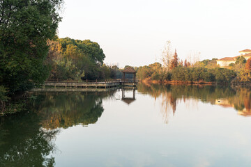Lush greener around the pond in the park