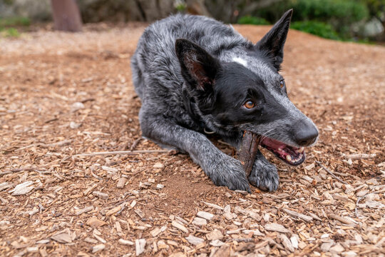 dog chewing stick 
