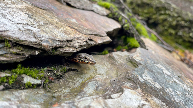  common wall lizard
