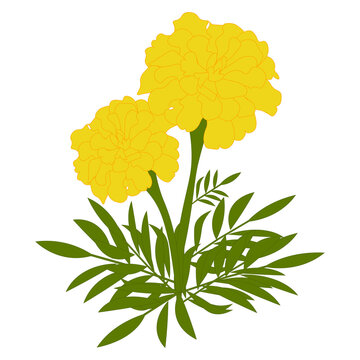 千寿菊 Images – Browse 131 Stock Photos, Vectors, and Video