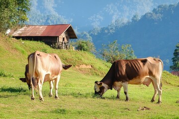 cows in the mountains