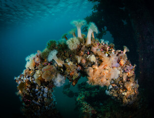 Fondo marino, invertebrados