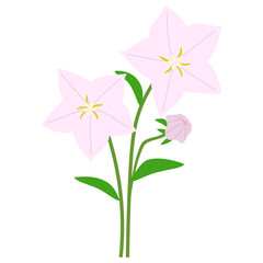 キキョウピンク