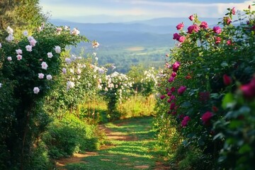 rose field
