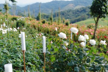 rose field