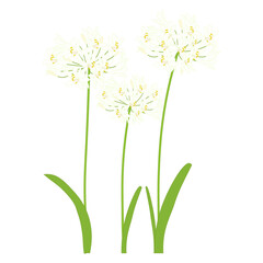 アガパンサス白