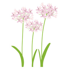 Obraz premium アガパンサスピンク