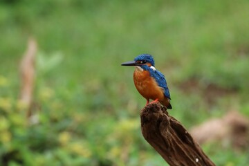 Fototapeta premium Wondering King Fisher 