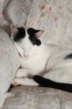 Cat sleeps hard on armchair 