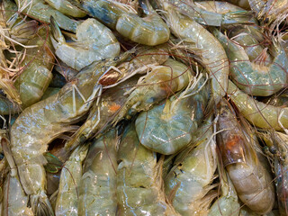 shrimps full frame shot