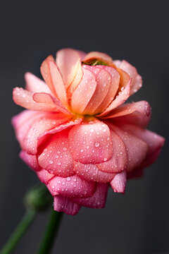 Coral pink ranunculus