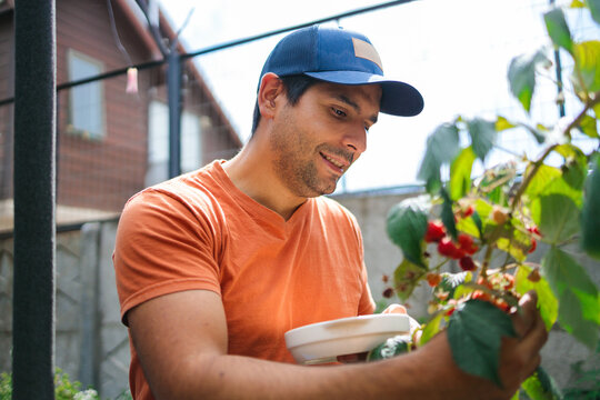 Latin man harvesting raspberries in home garden