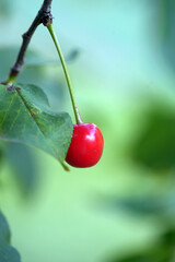 cherry