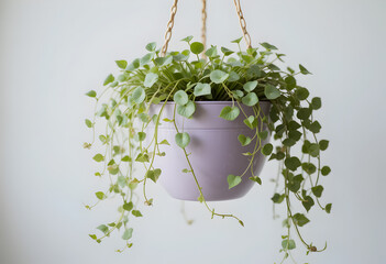 Hanging Indoor Plant with Trailing Green Leaves in Purple Pot

