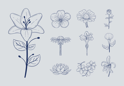 Blue Flowers Botanical Drawing Nature Garden Plants Sketched Illustrations Set
