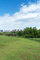 spring park and modern city