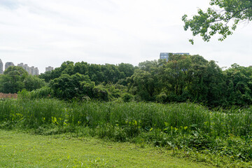 spring park and modern city