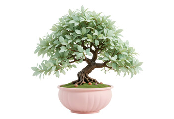Miniature Bonsai Tree in Pink Ceramic Pot Isolated on White Background

