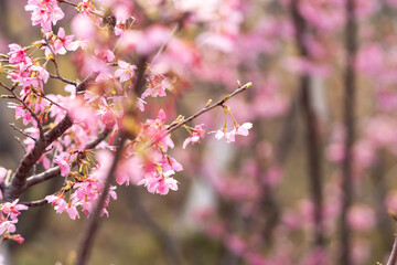 In spring, the cherry blossoms are in full bloom