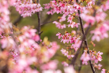 In spring, the cherry blossoms are in full bloom