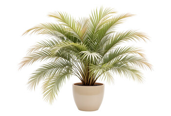 Obraz premium Potted Palm Plant in Beige Pot