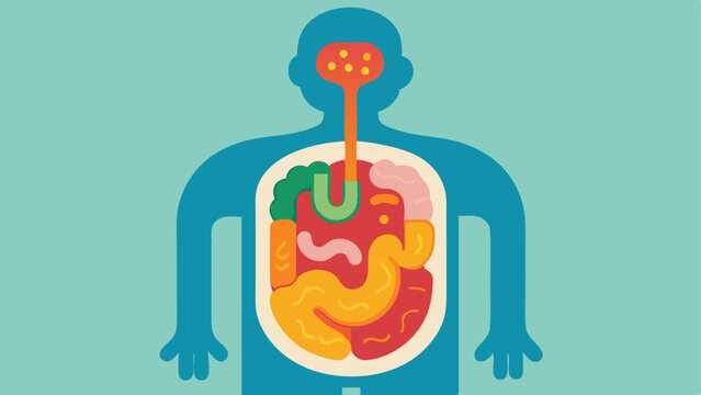 Gut Illustration A stylized human digestive system with highlighted sections showing different microbiomes e.g. stomach intestines.