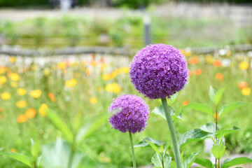 アリウム・ギガンチウム　Giant Onion