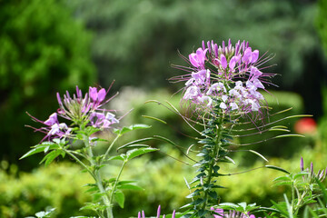 クレオメ　Spider flower