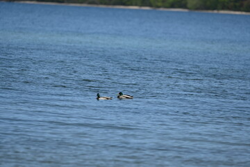 Mallard Duck