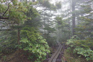 北八ヶ岳の木道