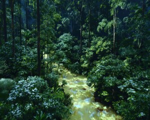 Lush jungle stream