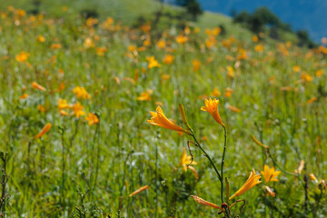 ニッコウキスゲ