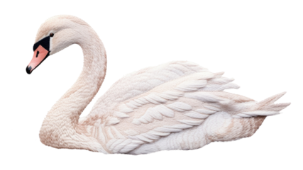 PNG Embroidery of swan animal white bird.