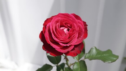 Naklejka premium A Single Red Rose Blooming Brightly in Gentle Light
