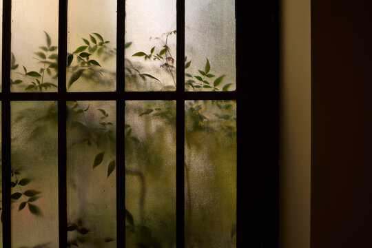 Plants behind the glass