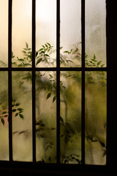 Plants behind the glass