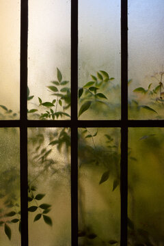 Plants behind the glass