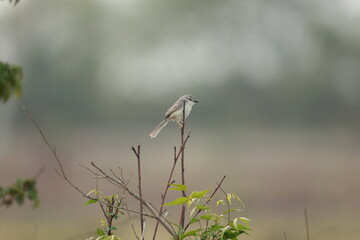 Plain Prinia in Jungle
