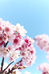 cherry blossom in spring