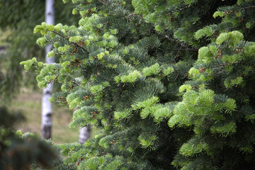 Lush Green Pine Tree Branches in an Outdoor Natural Setting