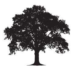 Fototapeta premium Leafy Oak Tree Isolated Clipart