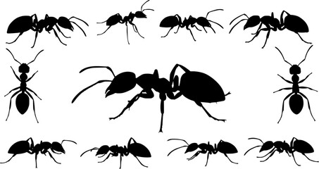 Insect Insects ant ants emmet pismire banner Vector, vector set silhouette
