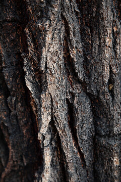 Close up of bark