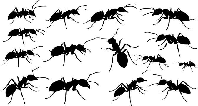 Insect Insects ant ants emmet pismire banner Vector, vector set silhouette
