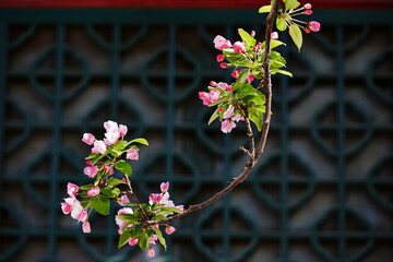 Bright crabapple blossoms blooming by the window.