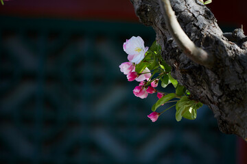 Bright red crabapple flowers blooming on aged branches.